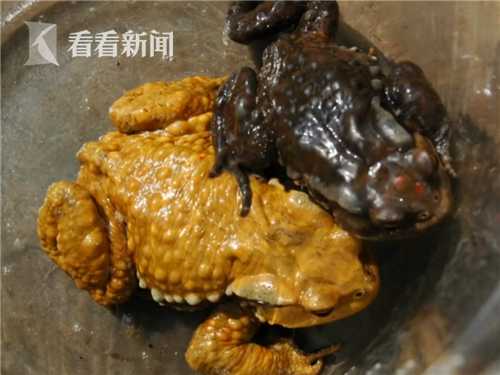 据事件的另一位当事人邓先生说,资源当地将这种癞蛤蟆称做"南风蛙",他