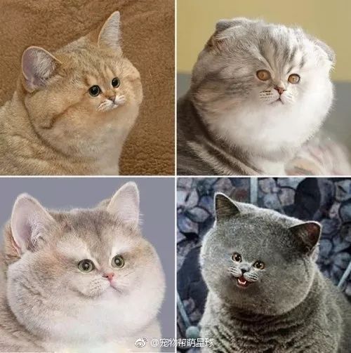看完这些"猫"片,真让人头大!