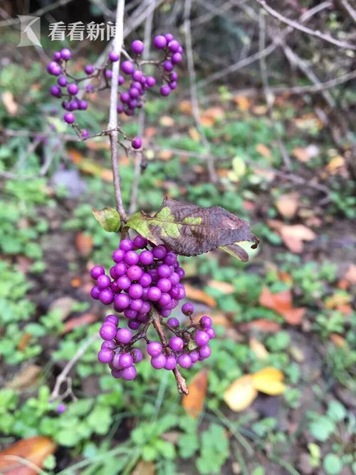 累累秋果挂枝头 上海植物园发布秋冬观果指南