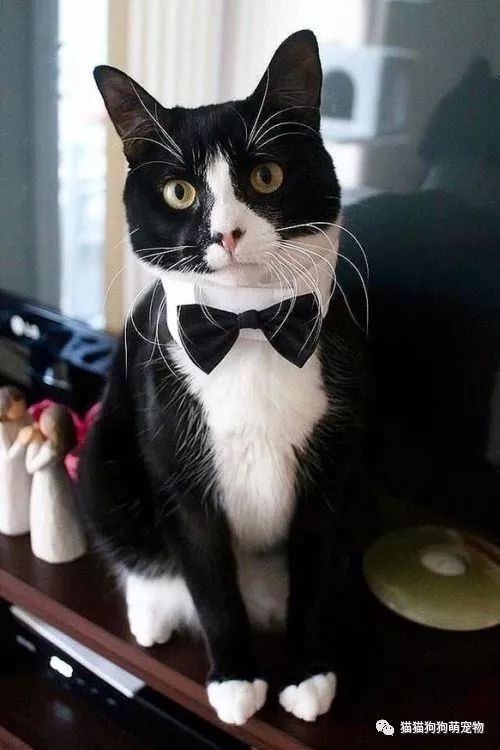 看看这些黑猫警长多可爱|可爱|黑猫警长|开饭_新浪新闻