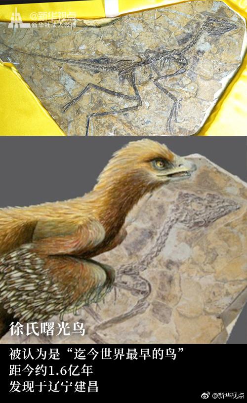 辽宁建昌发现"世界最早的鸟" 距今约1.6亿年
