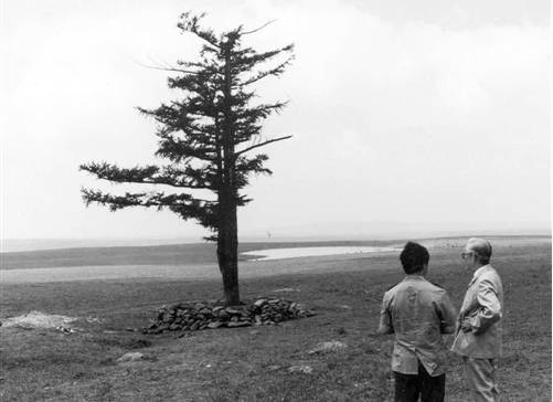 上世纪五六十年代的塞罕坝远远看去只有这一棵松,它也被塞罕坝人称