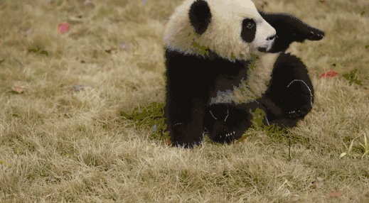 519_286gif 动态图 动图