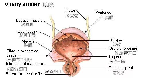岳云鹏,不要把自己憋到致癌|岳云鹏|憋尿|膀胱_新浪新闻