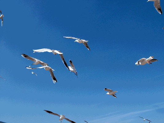 533_400gif 动态图 动图