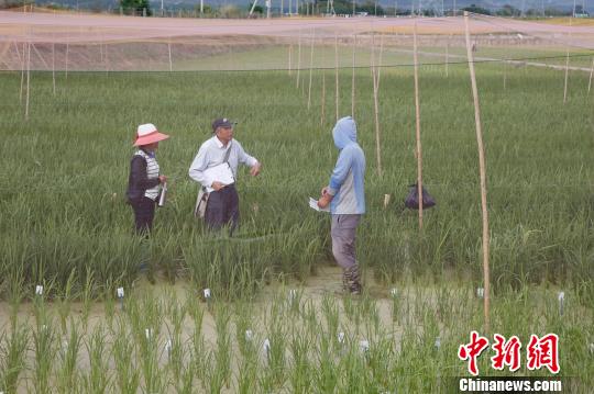 图为海南三亚的南繁育种。(资料图片) 王晓斌 摄