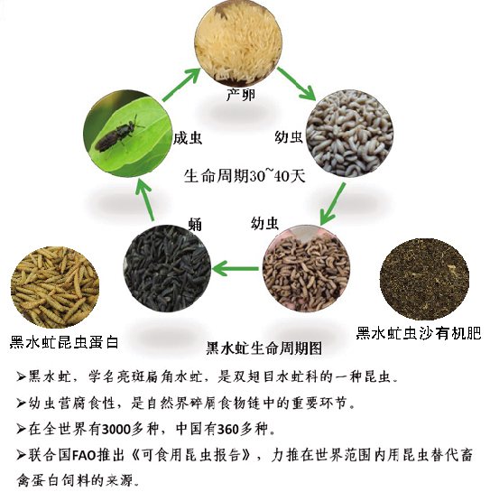 安芮洁公司致力于有机废弃物的无害化处理和资源化