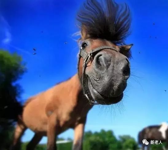 万万没想到,小马儿打扮起来这么好看,太俊逸了!