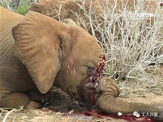 象牙背后的惨剧都是在残杀一头大象的生命然而,每一个象牙制品的制作