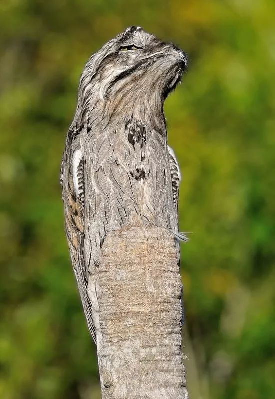 林鸱宝宝假装自己是一枚树干,毫无违和感!