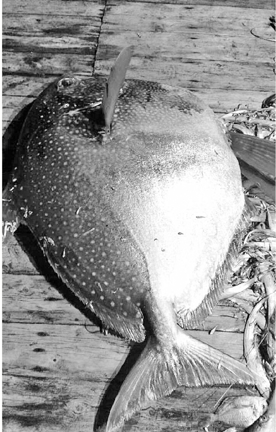 好幸运浙江渔船捕获152斤月亮鱼