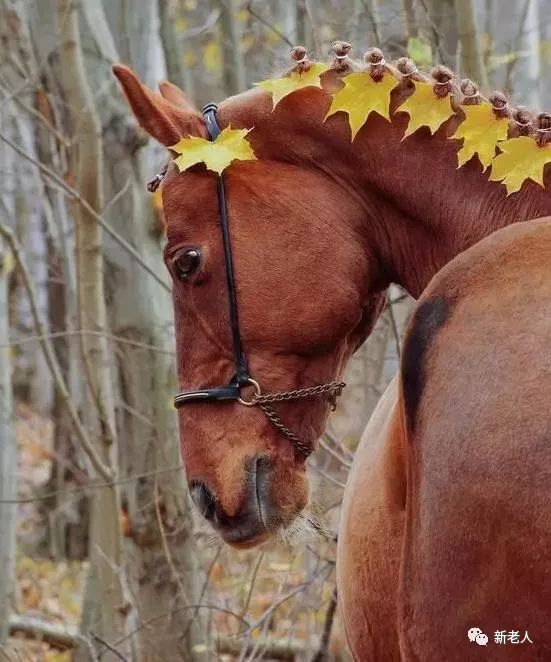 万万没想到,小马儿打扮起来这么好看,太俊逸了!