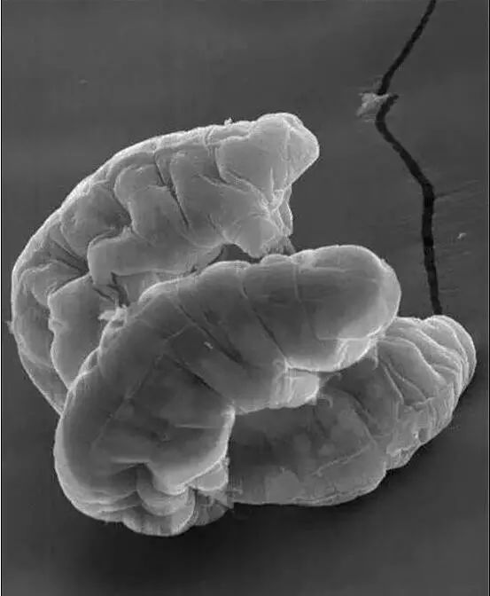 地球上的唯一的不死生物,能称霸整个宇宙!