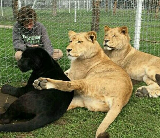 刷爆票房的"黑豹"现实中真那么厉害?原来我们都被骗了