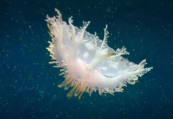 倒立水母看过吗长春冬季农博会周末开园还能逛年货大集呢