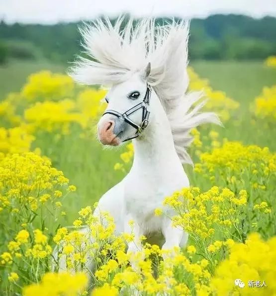 万万没想到,小马儿打扮起来这么好看,太俊逸了!