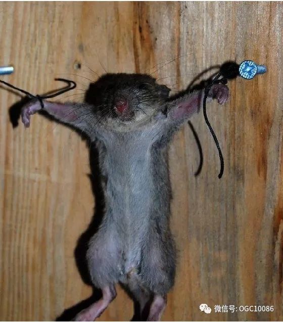 明朝民间常用的私刑现代人经常用来对付老鼠