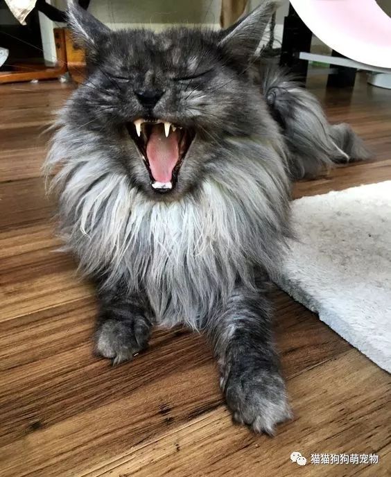 咆哮的喵星人,让你知道我有多凶