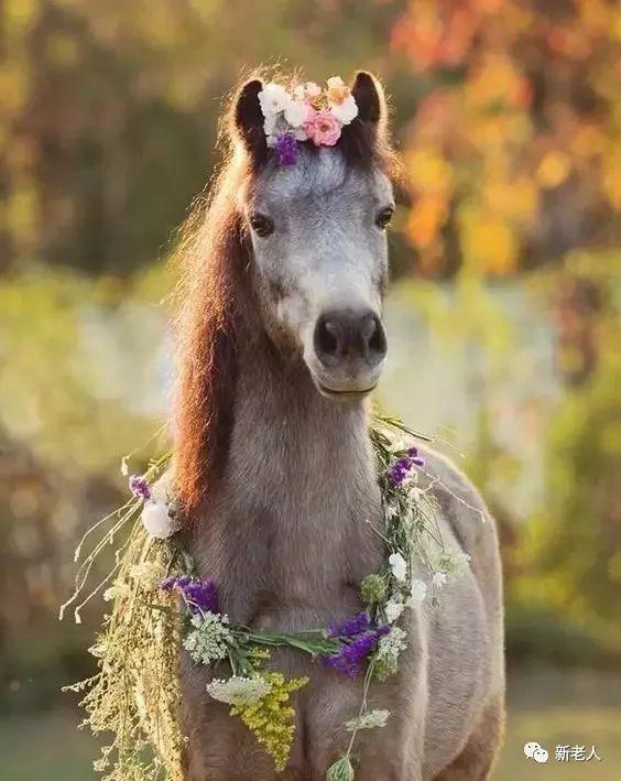 万万没想到,小马儿打扮起来这么好看,太俊逸了!