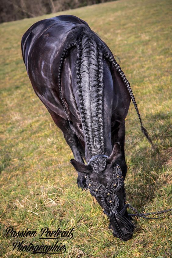 马鬃编织的"进化"历程