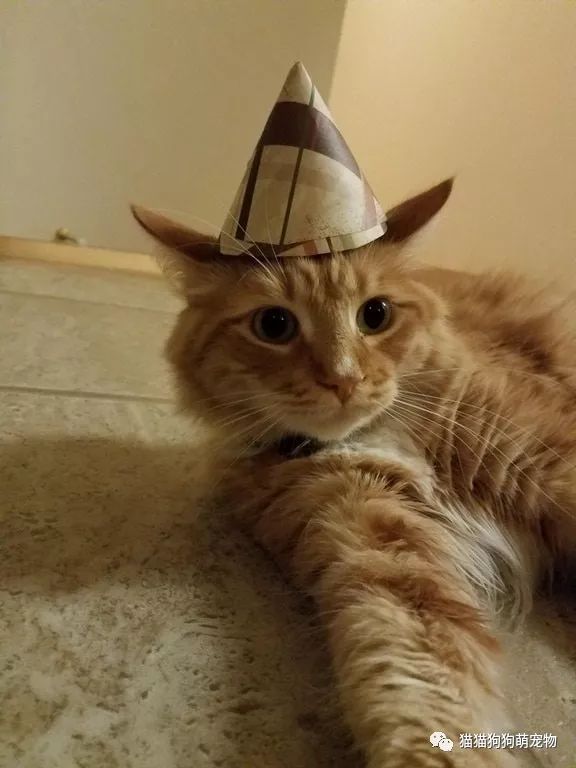 戴帽子的喵星人,是不是美翻了