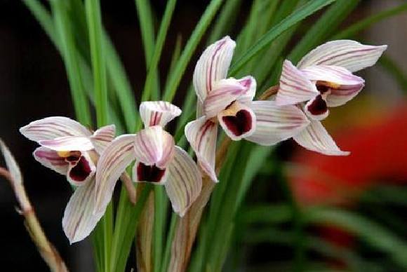 室雅兰香"春季兰花展邀您共享静心之美|兰花|华龙|雅兰_新浪新闻