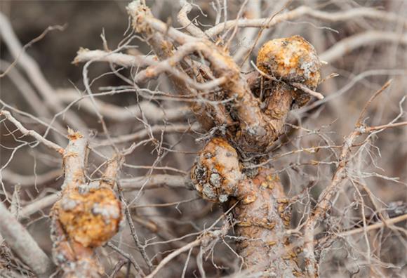 黔江销毁冠瘿病脆红李苗