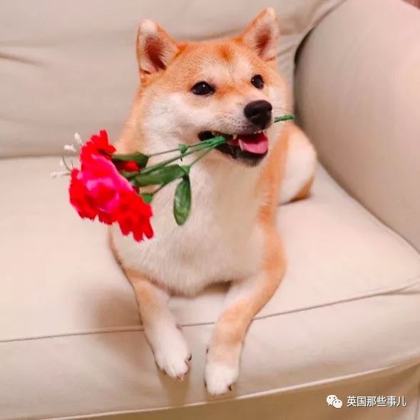 从软萌可爱的小鲜肉到随性不羁的霸道总柴这只小豆柴妥妥的汪生赢家啊