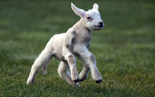 英5条腿畸形小羊被母亲抛弃幸获主人宠爱