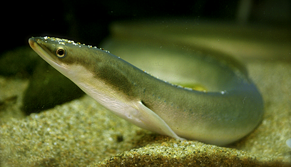 鳗鲡未来不只眼前的烤架还有爱与远方