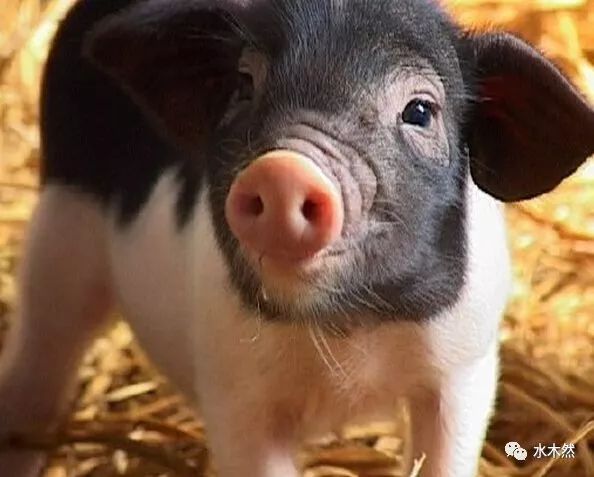 血流成河一场疯狂的金融骗局崩塌了