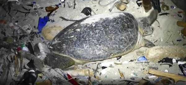 对话海龟垃圾堆产卵视频拍摄者 海漂垃圾一年比一年多难清除 手机新浪网