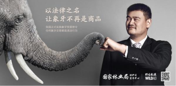 象牙禁贸限期临近国家林业局联合环保组织发布姚明公益广告