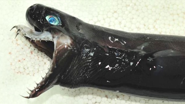 台湾近海发现外星怪鱼独特外形令人称奇