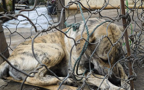 惨无人道印尼狗肉市场残忍虐杀令人震惊