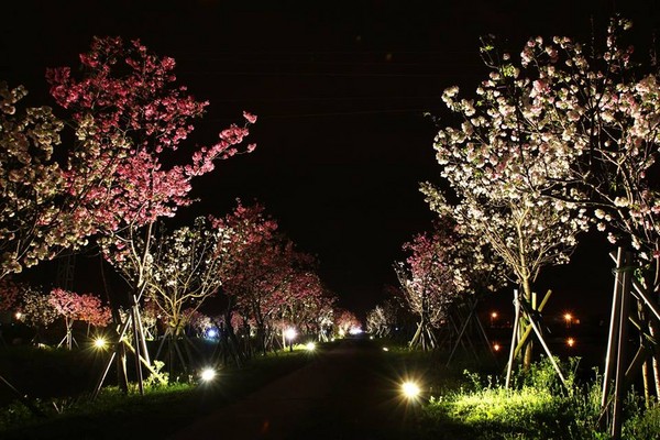 台湾宜兰最美罗庄樱花步道 手机新浪网
