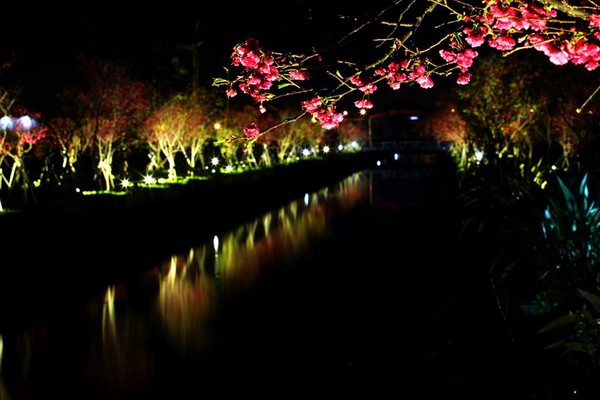 台湾宜兰最美罗庄樱花步道 手机新浪网