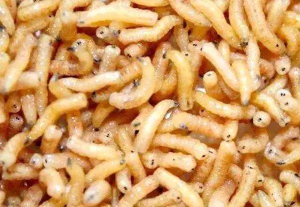 07 南通的油炸蛆 ◆南通人 人工饲养的,洗干净再入锅,扎完后颜色金黄