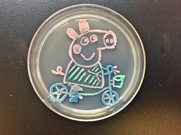 这些上海医生厉害了!在人体中"作恶"的霉菌竟能用来画画!