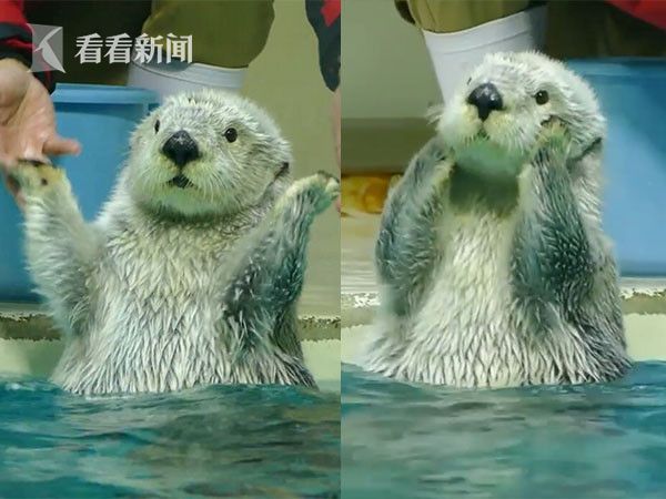 视频如果感到无聊你就拍拍手呆萌海獭拍手搓脸萌翻网友