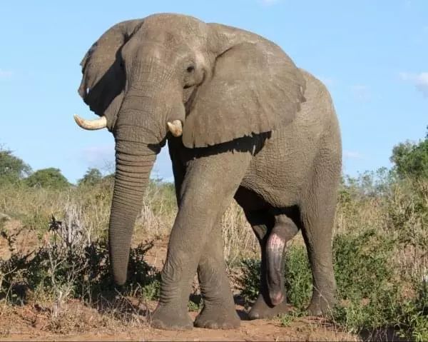 大象出游!版纳一头独象闯进镇大街散步