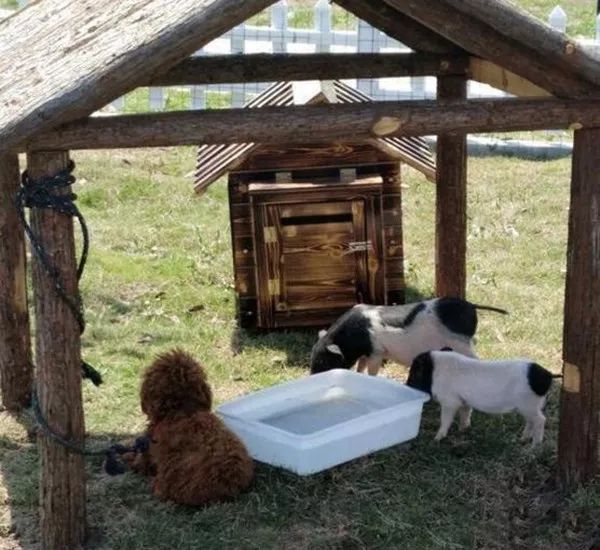 又出现了一个奇葩动物园…网友:逛着逛着,就想问这鸡多少钱一斤