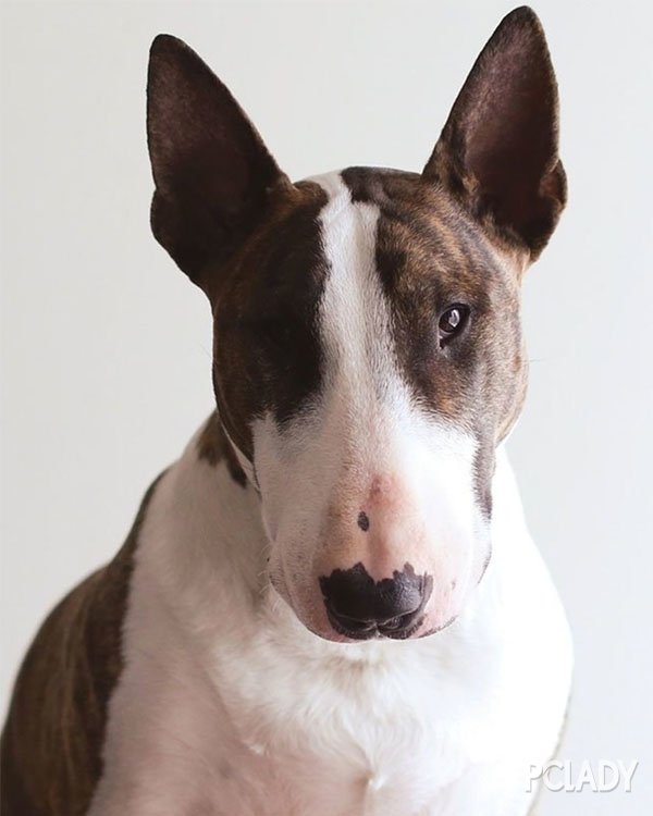 大半个世纪以来,狗狗一族大波进军时尚圈!