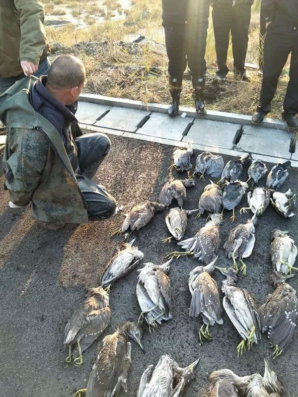 为了家人来到杭州湾湿地,却在第二天就被抓了!原因