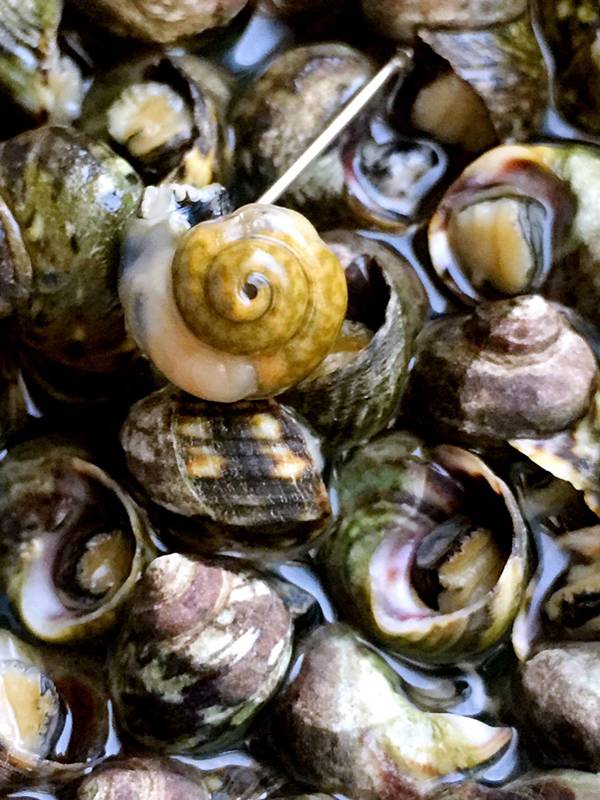 大连有一种海鲜,让人馋得睡不着觉|海鲜|香波|鲜美_新浪新闻