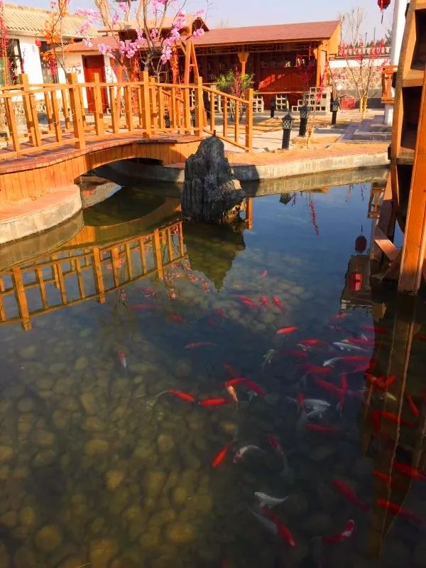 视频刷爆了!太原马练营路有个怪鱼池!寒冬竟不