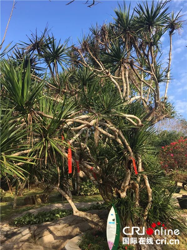 新时代新气象新作为会流血的树海南龙血树