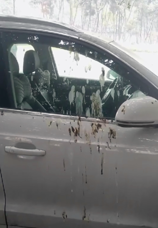 豪车停树下车窗上尽是掉落的鸟屎