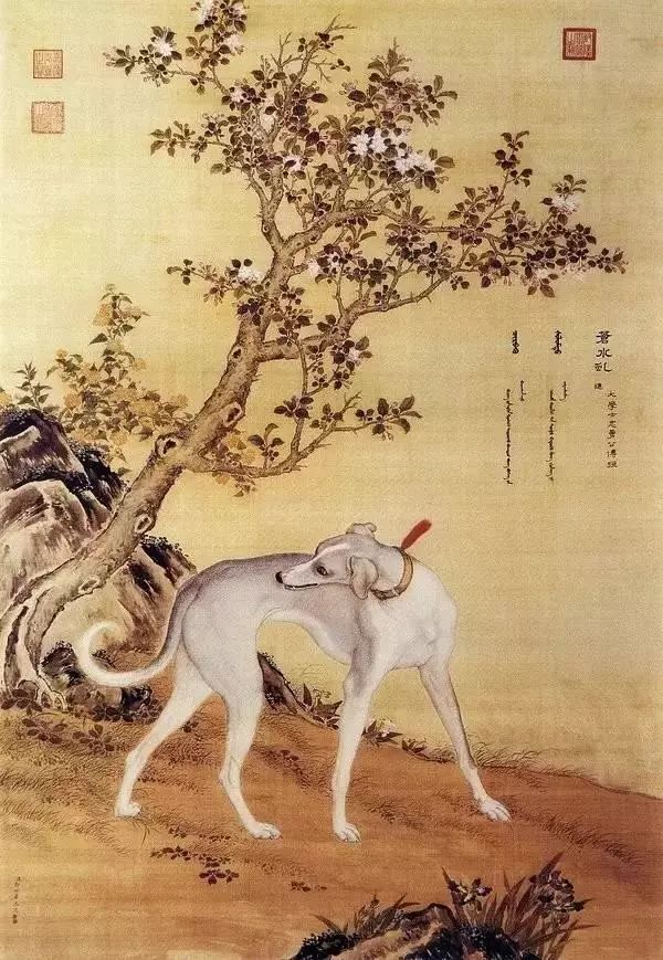 清 郎世宁《十骏犬之苍水虬图》 虬,又叫虬,是头上有两角的小龙.
