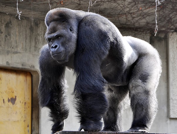 最近,这只日本大猩猩成了大明星